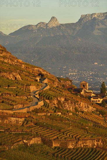 Vineyards in autumn