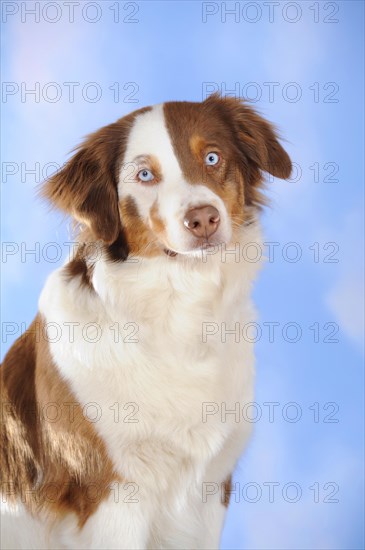 Border Collie mixed breed