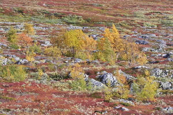 Fell landscape