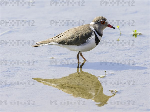 Three-banded plover