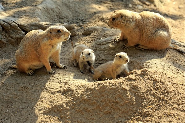 Black-tailed Prairie dogs