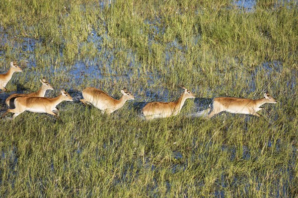 Red Lechwe