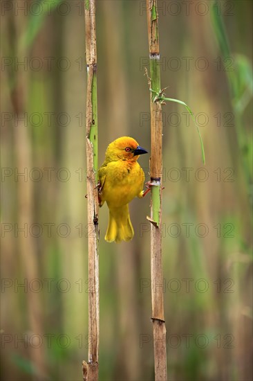 Eastern Golden Weaver