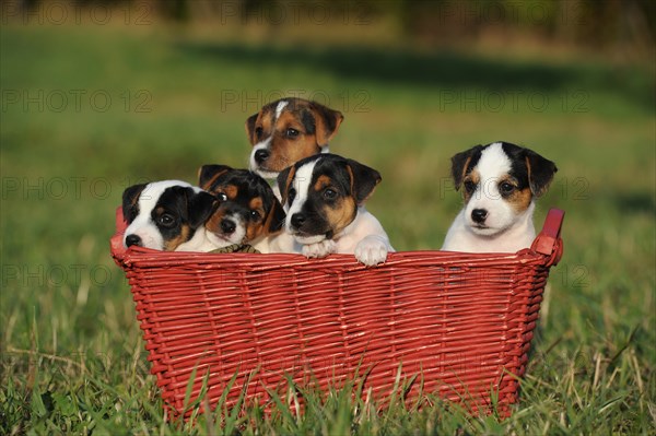 Parson Russell Terrier