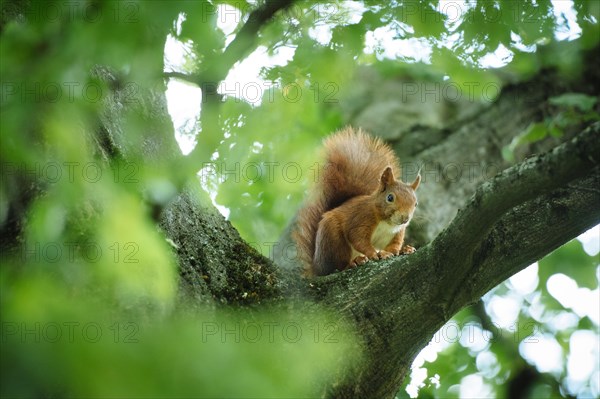 Eurasian red squirrel