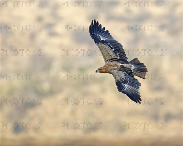 Tawny eagle