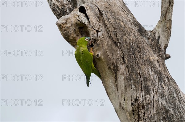 Blue-crowned Parakeet