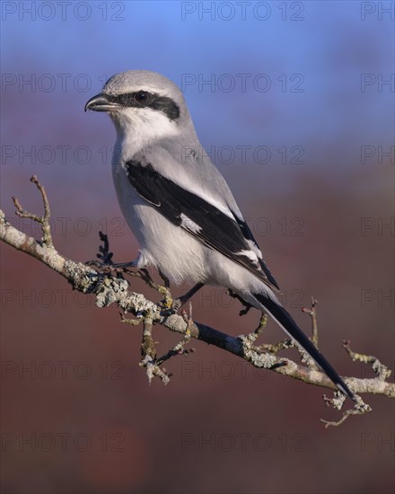 Great Grey Shrike