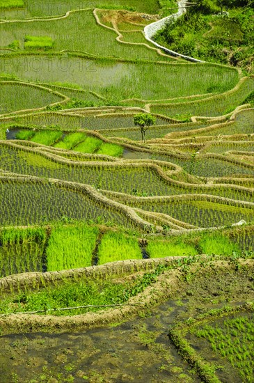 Rice terraces of Banaue