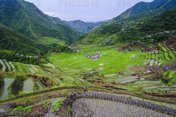 Batad rice terraces