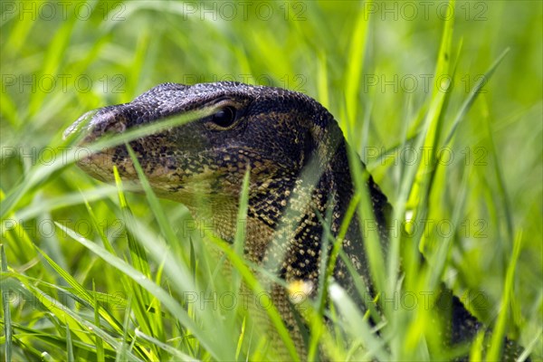 Portrait Water monitor in grass