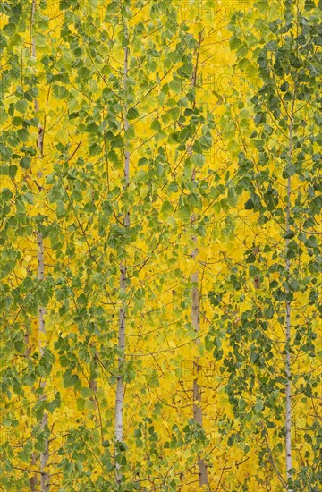 Yellow aspens