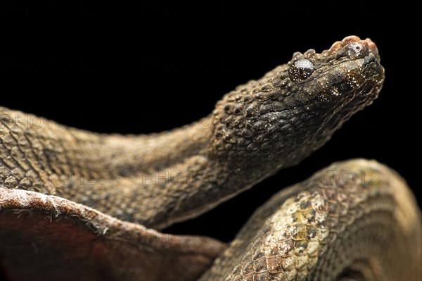 Northern eyelash boa