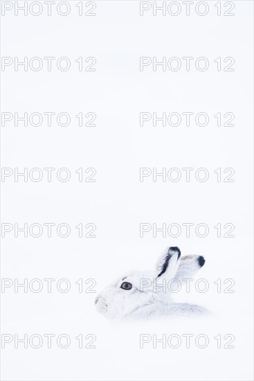 Mountain hare