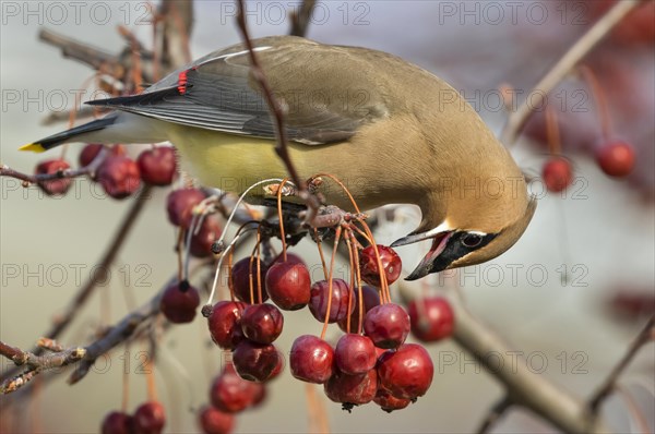 Cedar waxwing