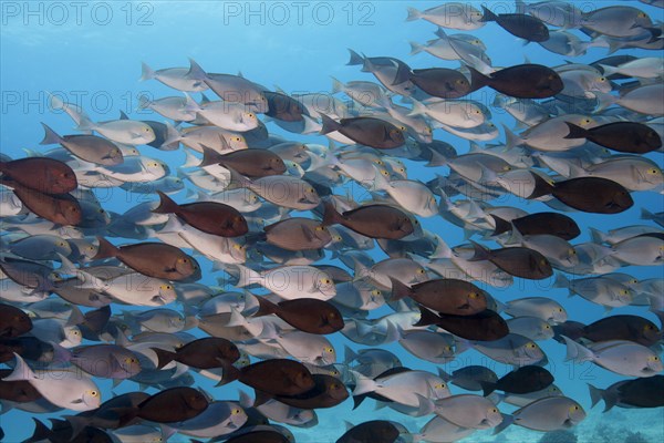 School of fish Yellowfin Surgeonfish