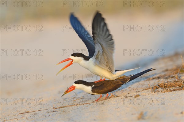 African skimmer