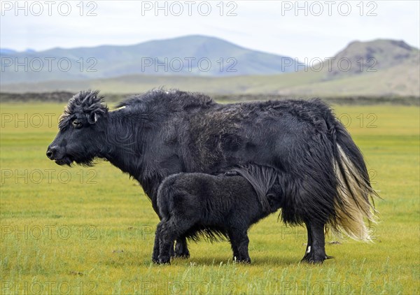 Black Yak Cow