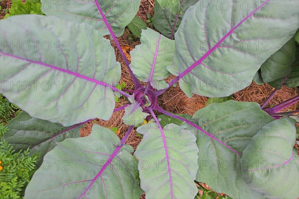 Kohlrabi