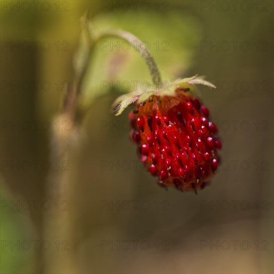 Woodland strawberry