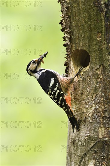 White-backed woodpecker