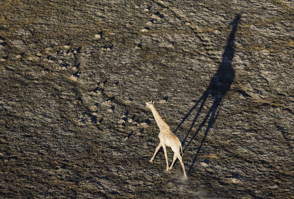 Southern Giraffe