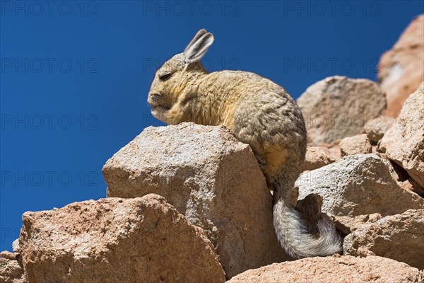 Southern Viscacha