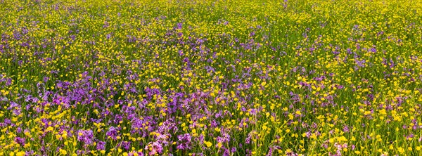 Sea of blossoms