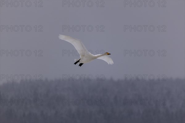 Whooper swan