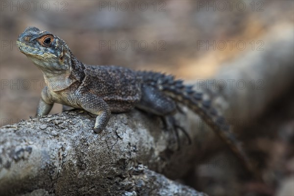 Collared iguanid lizard