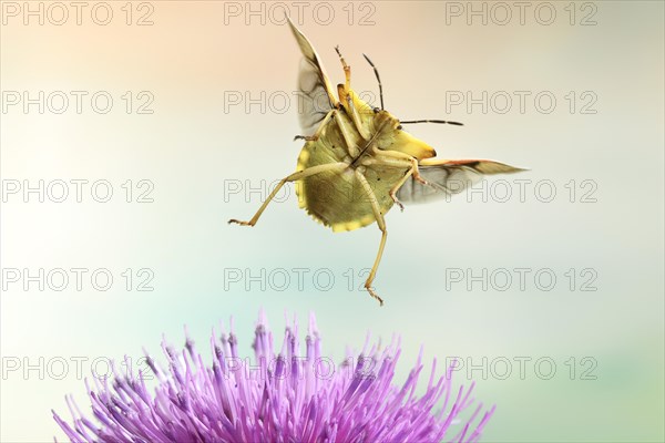 Carpocoris fuscispinus