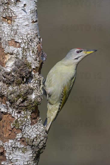 Grey-headed woodpecker