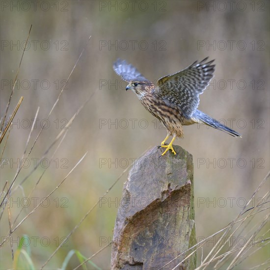 Merlin