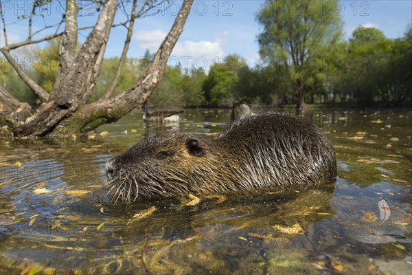 Nutria