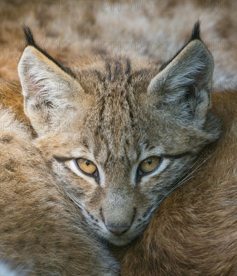 Lynx