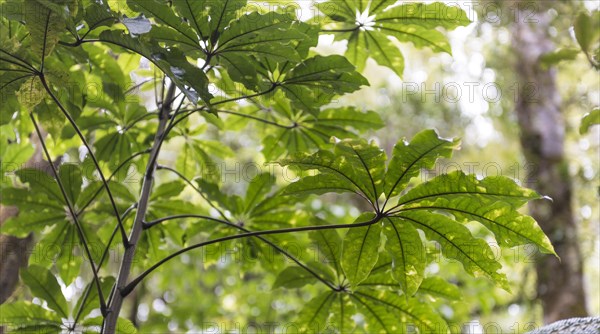 Leaves of Aralia