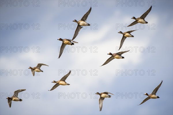 Swarm Wigeons