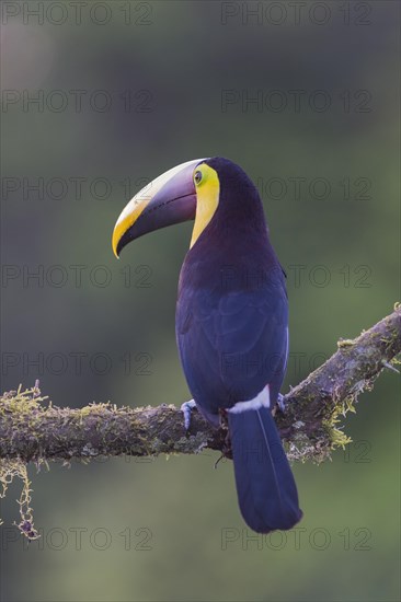 Yellow-throated toucan