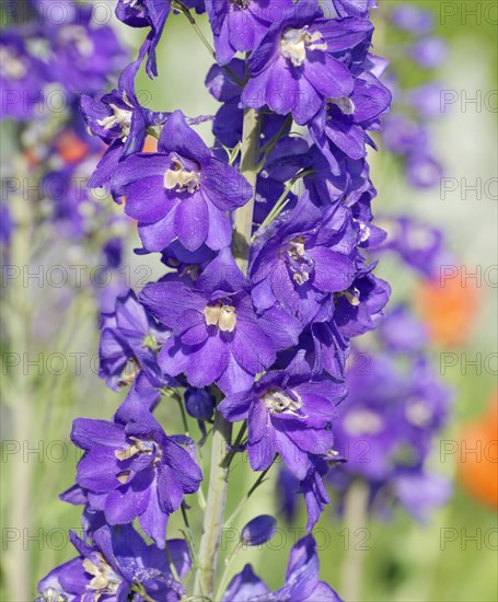 Larkspur