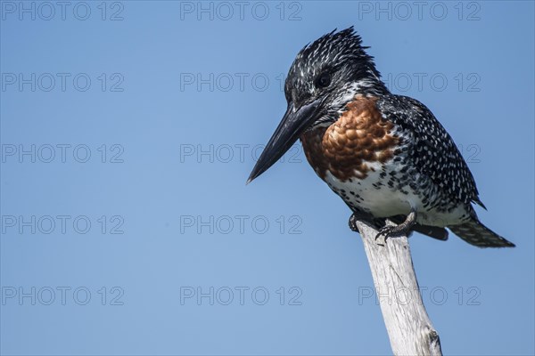 Giant kingfisher