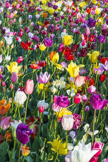 Colorful Tulips