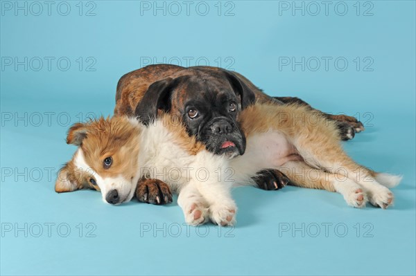 Boxer