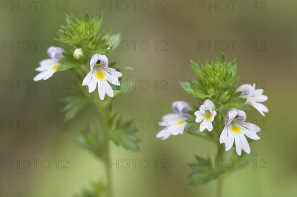 Eyebright