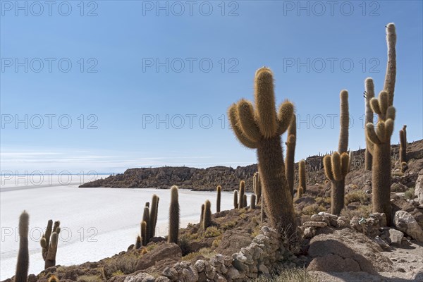 Isla Incahuasi with centuries-old cacti