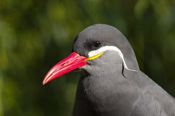 Inca tern