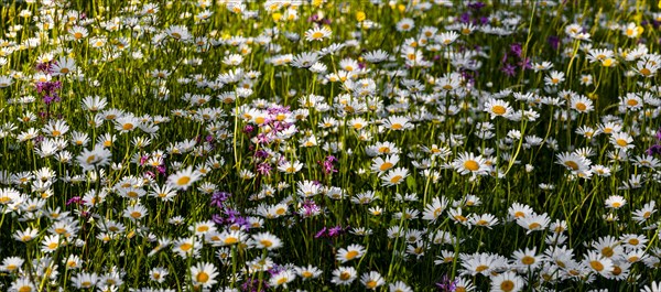 Sea of blossoms