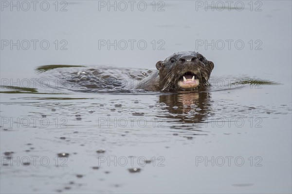 Neotropical otter