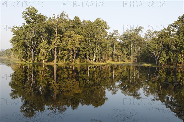 Trees reflected in Twenty Thousand Lake