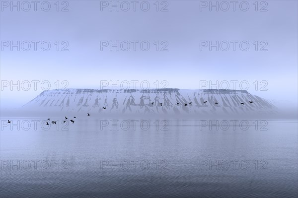 Flock of Thick-billed Murres