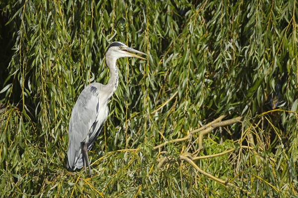 Grey heron